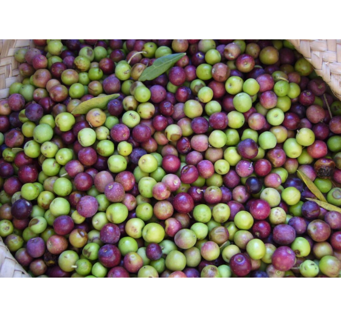 Investment Analysis Tehama Olive Ranch Alts.co