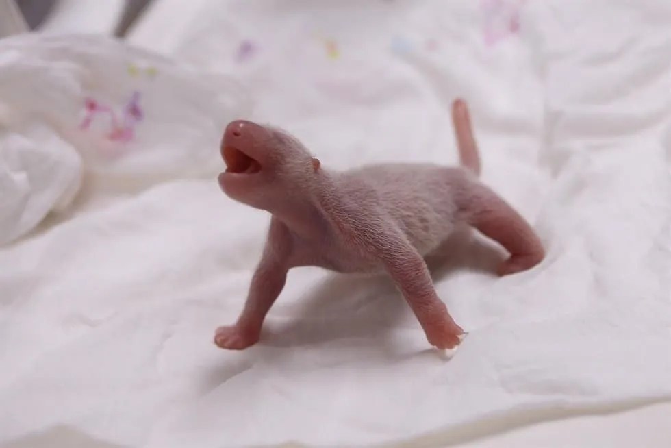 Un bébé panda est né pour la première fois en Corée du Sud