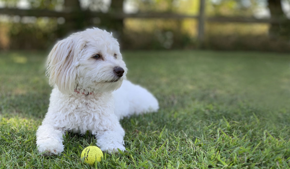 Pet Insurance Alumni Association of the University of