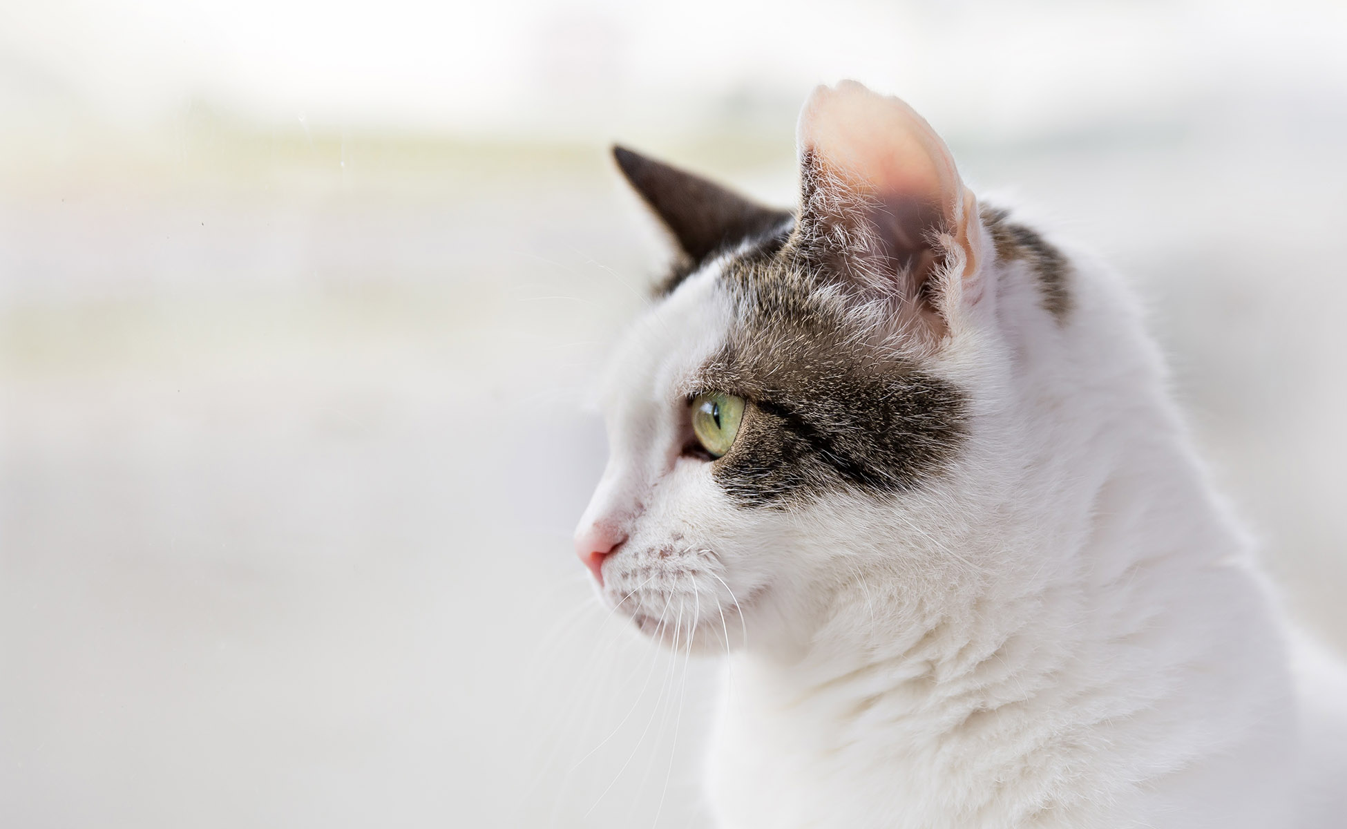 Cat Sitting Citrus Heights and Folsom Always Available Pet Sitting