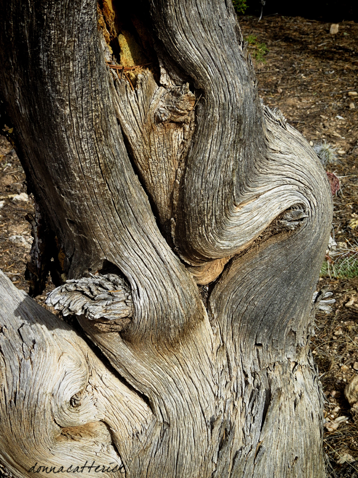 Juniper Grain Always Backroads