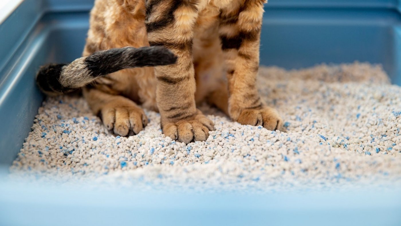 Where to Put the Cat Litter Box in an RV Storage Tips