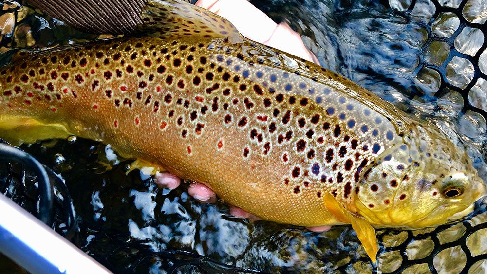 Missouri Spring Creeks Beavers Bend Fly Shop Message Board