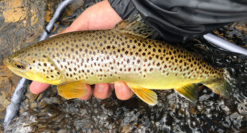 Missouri Spring Creeks Beavers Bend Fly Shop Message Board