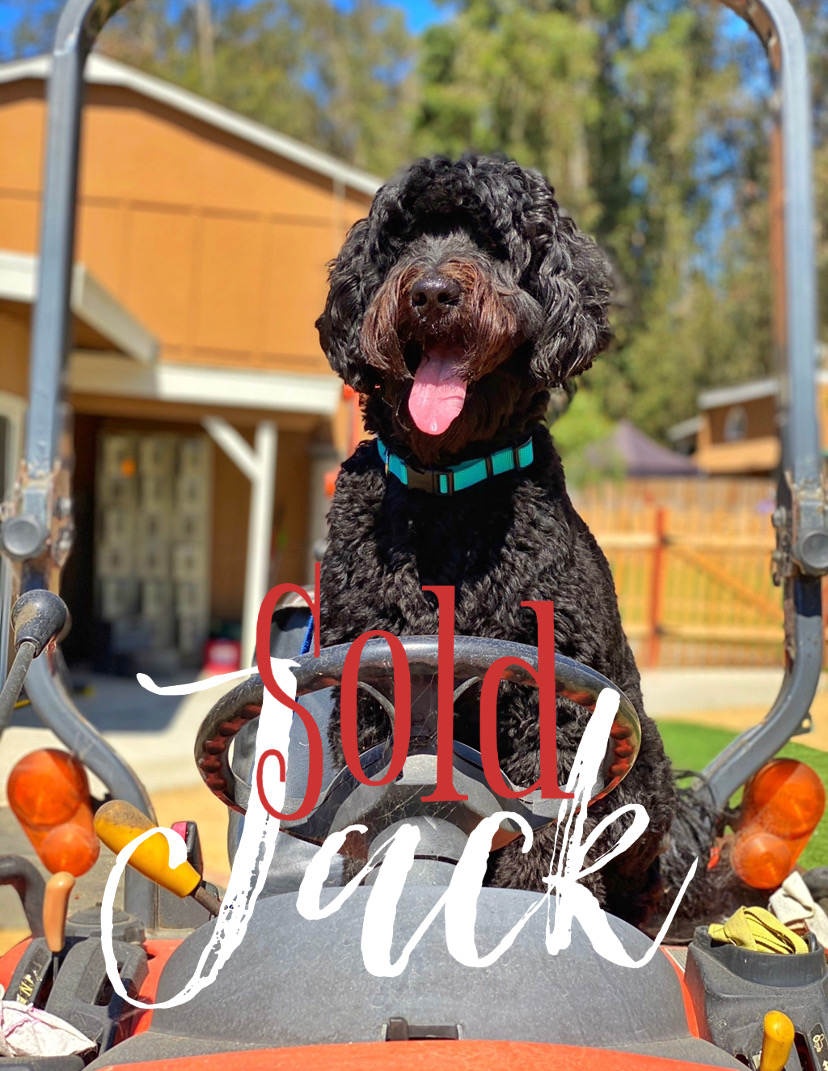 Jack Black Australian Labradoodle Alys Puppy Bootcamp