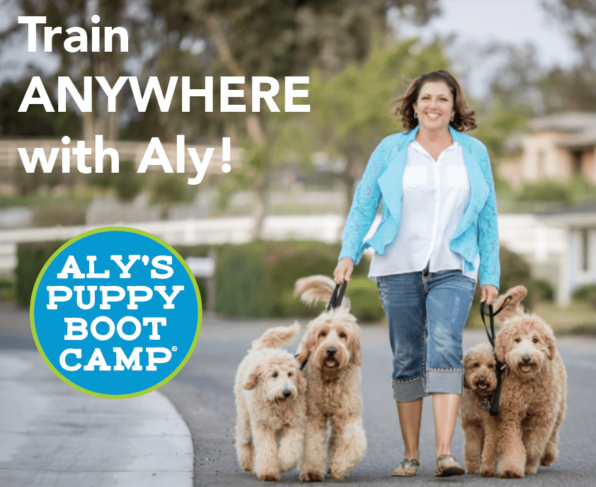 APBC Happy Top Doodles Alys Puppy Bootcamp