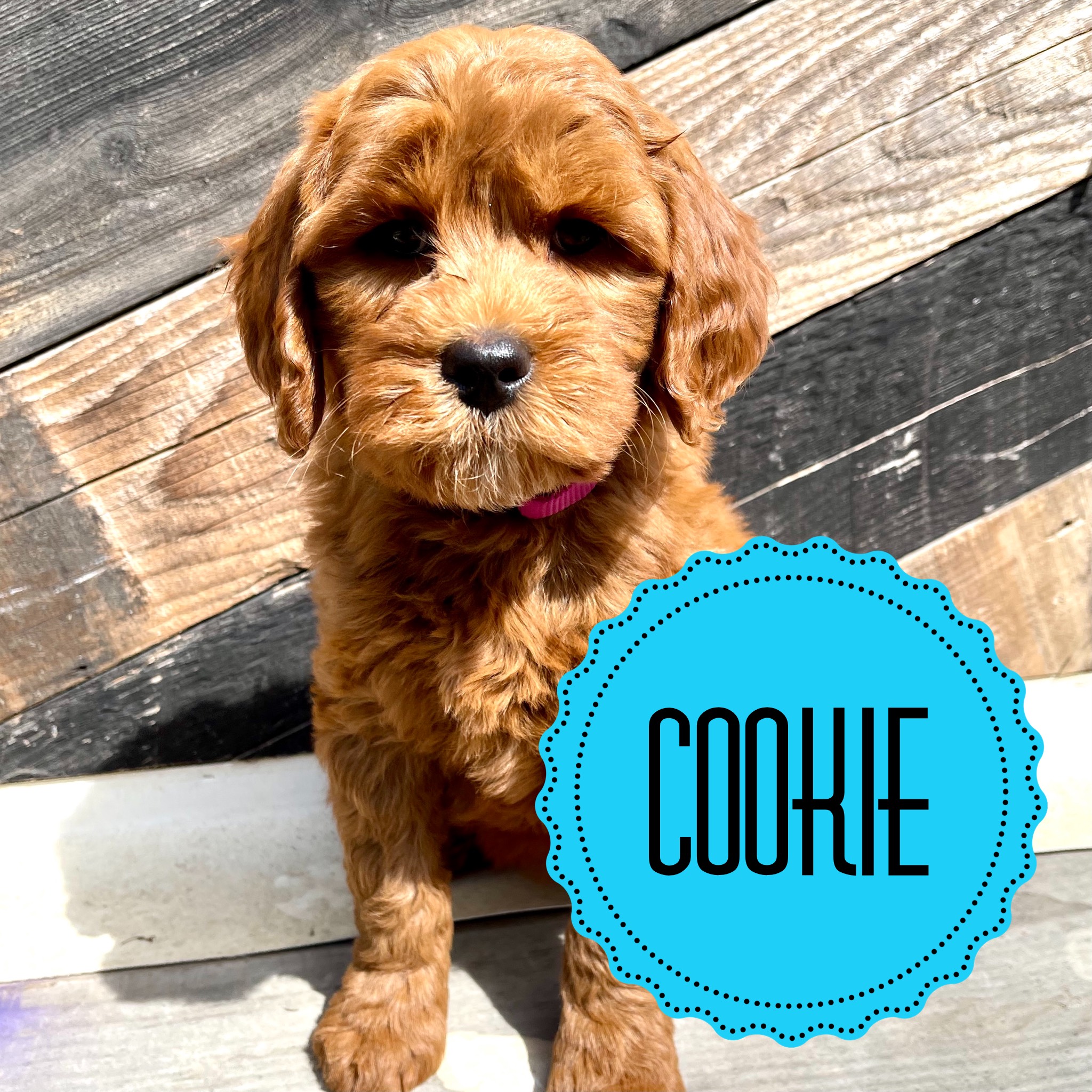 Cookie Doodle Ambassador Alys Puppy Bootcamp