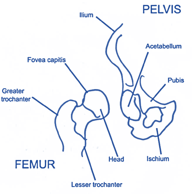 Level 3 (72) Exercise and Fitness Knowledge The hip joint Amac Training