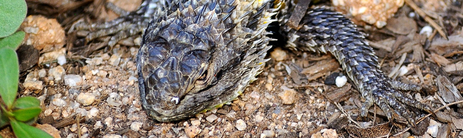 Tucson Exterminators AMA Exterminating Pest Control, Termites, Bees