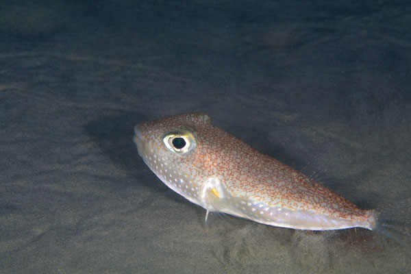 今シーズン初のアマミホシゾラフグ 奄美大島｜ニュース・トピックス＆更新情報一覧｜Marine Diving Web（マリンダイビングウェブ） 2021年 アマミホシゾラフグ 予想！ | 奄美大島ダイビングショップ【ダイビングショップネバーランド】