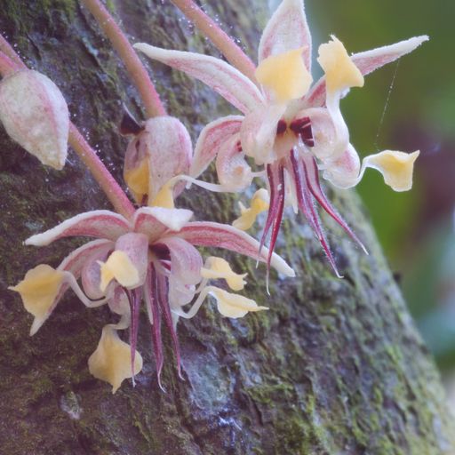 The Sweetest Addition to Your Holidays Amano Chocolate