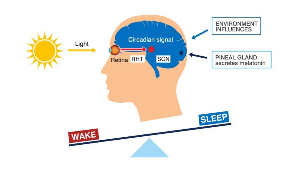 Circadian Rhythms Amara Hospital