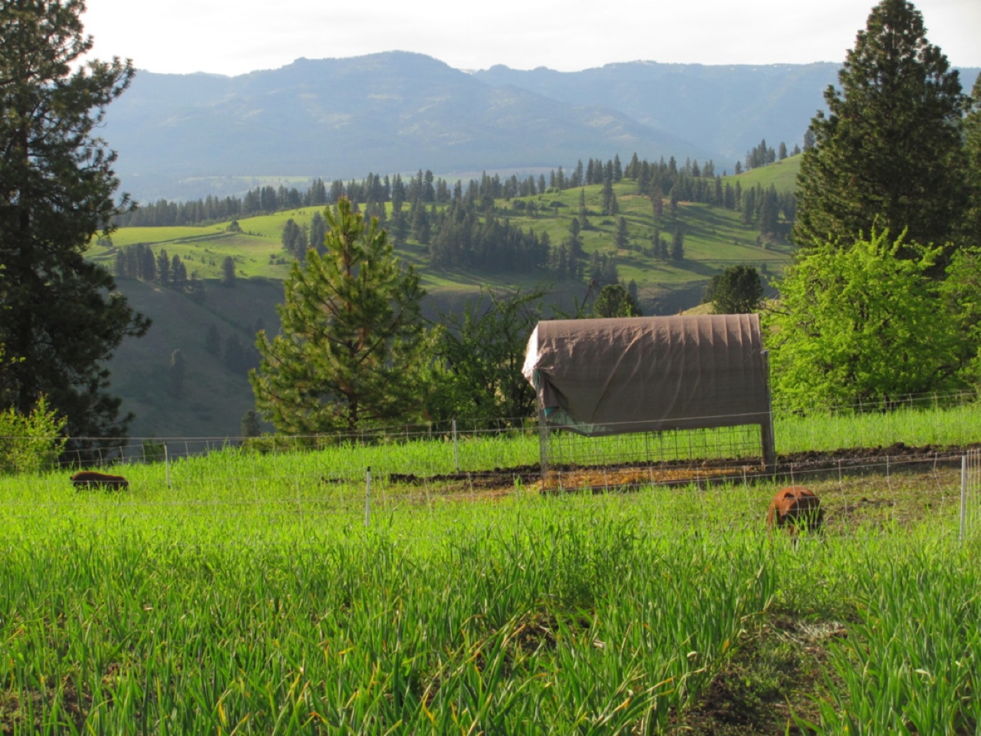 Amaranta Farm Yak Breeding Stock and Yak Meat