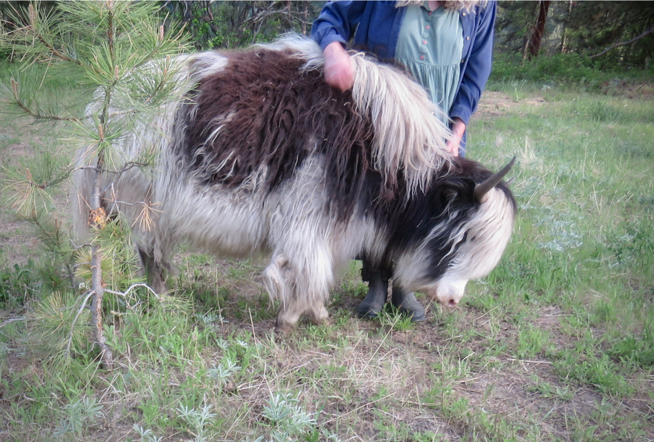 AMARANTA FARM Yak Breeding Stock and Yak Meat