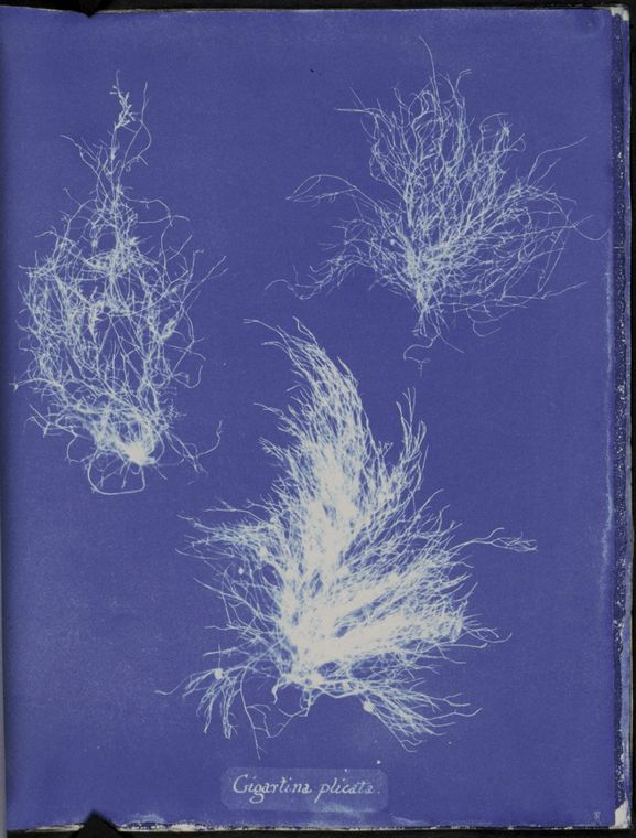 Notícies Història Fotografia Dones Anna Atkins (2).