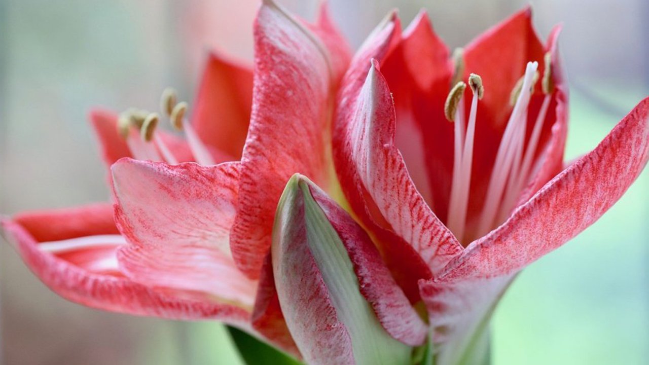 The Symbolism and Meaning of Amaryllis Flowers Amaryllisflowerbulbs