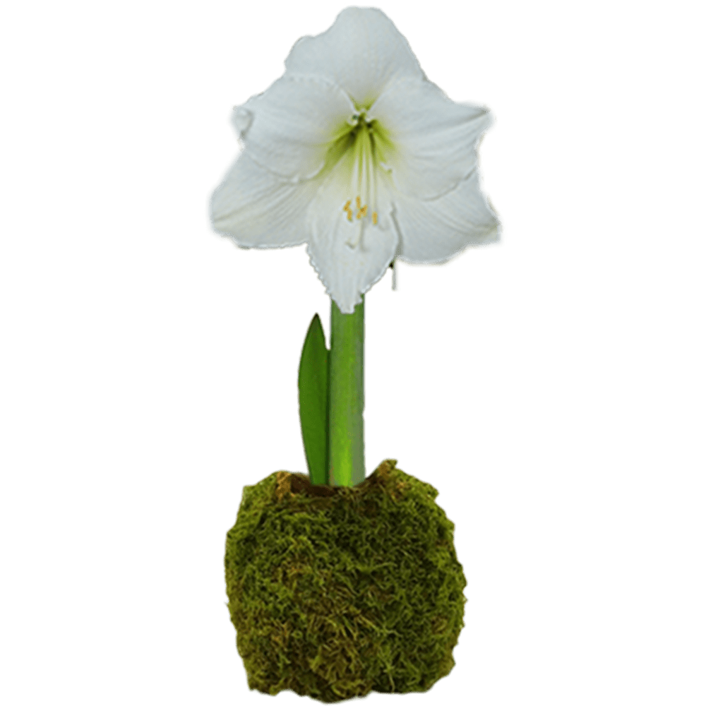 Moss Denver Amaryllisflowerbulbs