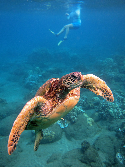 Maui Turtle Snorkeling Heaven A Maui Blog