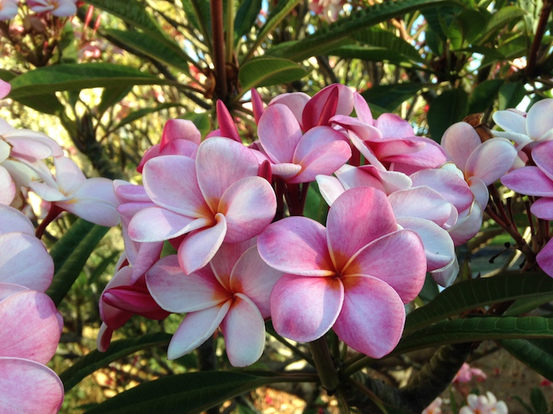 Pretty Pink Plumerias on Maui A Maui Blog