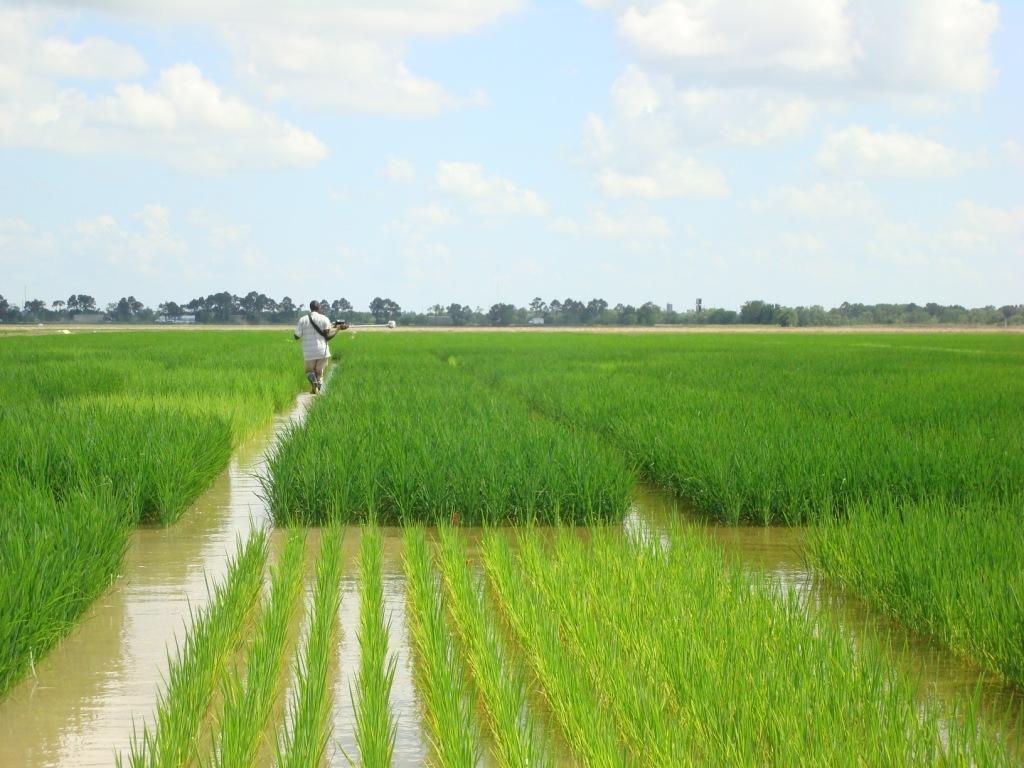 Government imports rice due to poor cultivation Farmers syndicate