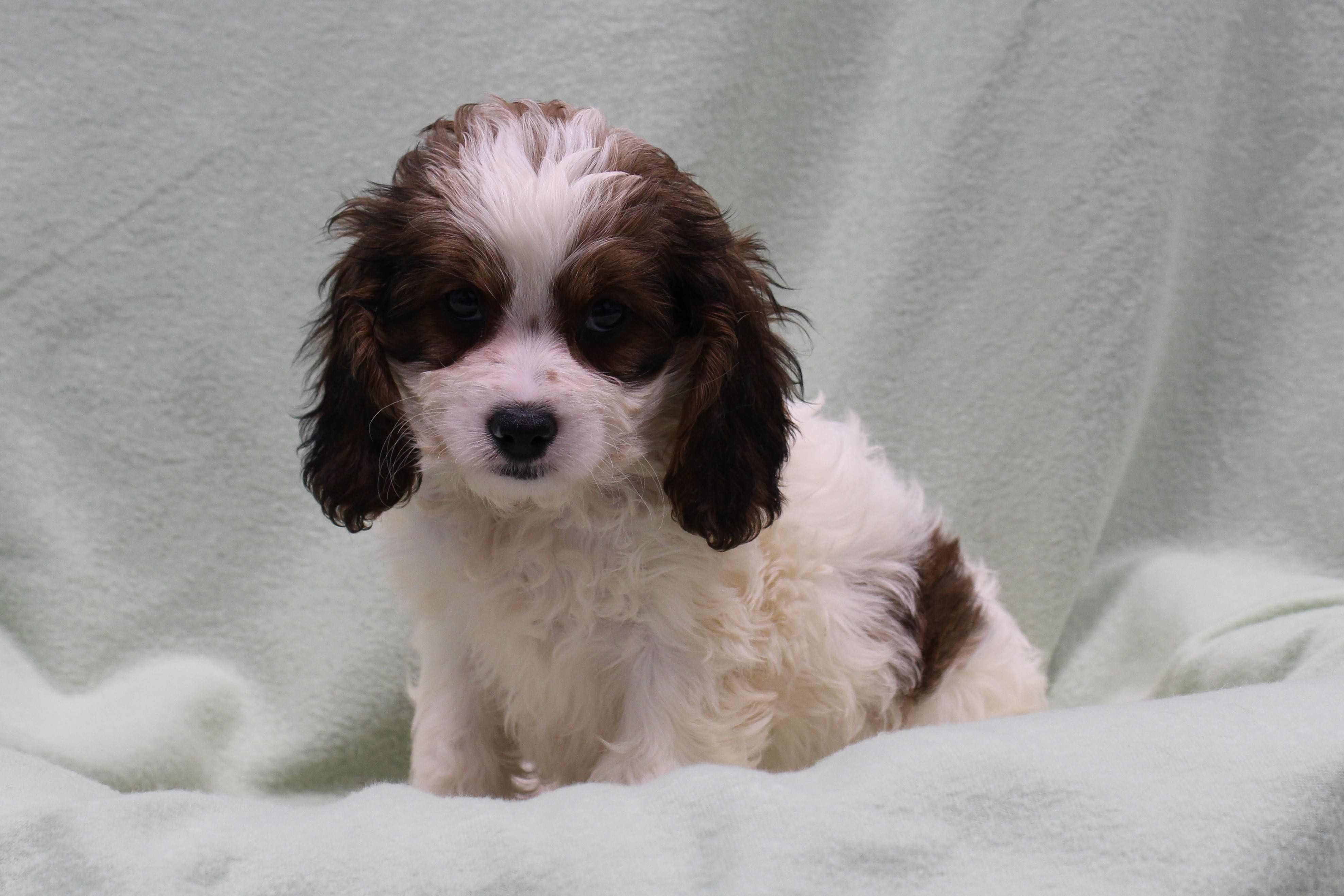 Puppies for Sale A maze'n Farmyard