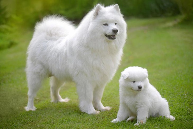 Meet the World's Most Expensive Dog the "Samoyed" & Its Price