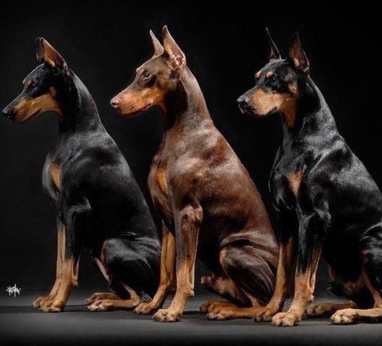 Doberman's Amazing Characteristics & How To Live Great w/ This Breed