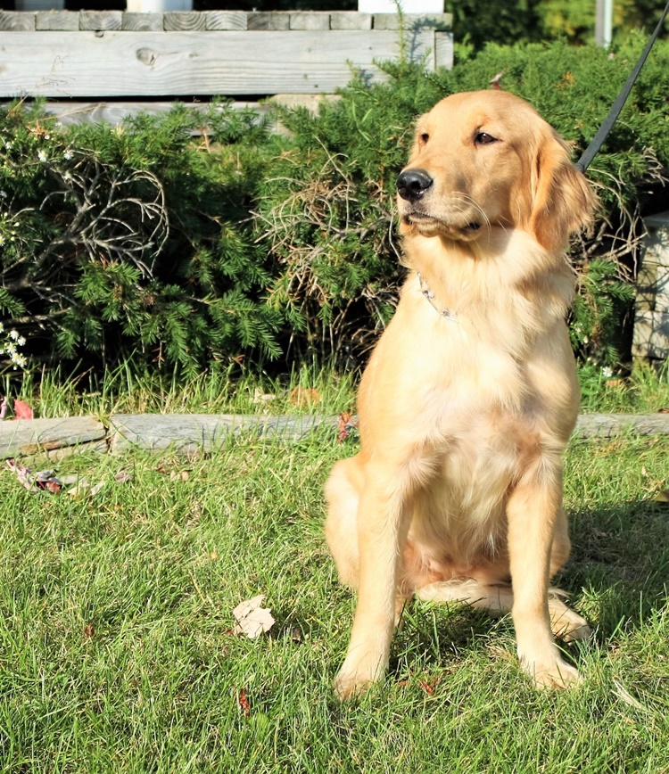 Golden Retriever Facts 10 Things You Probably Don't Know about this Breed