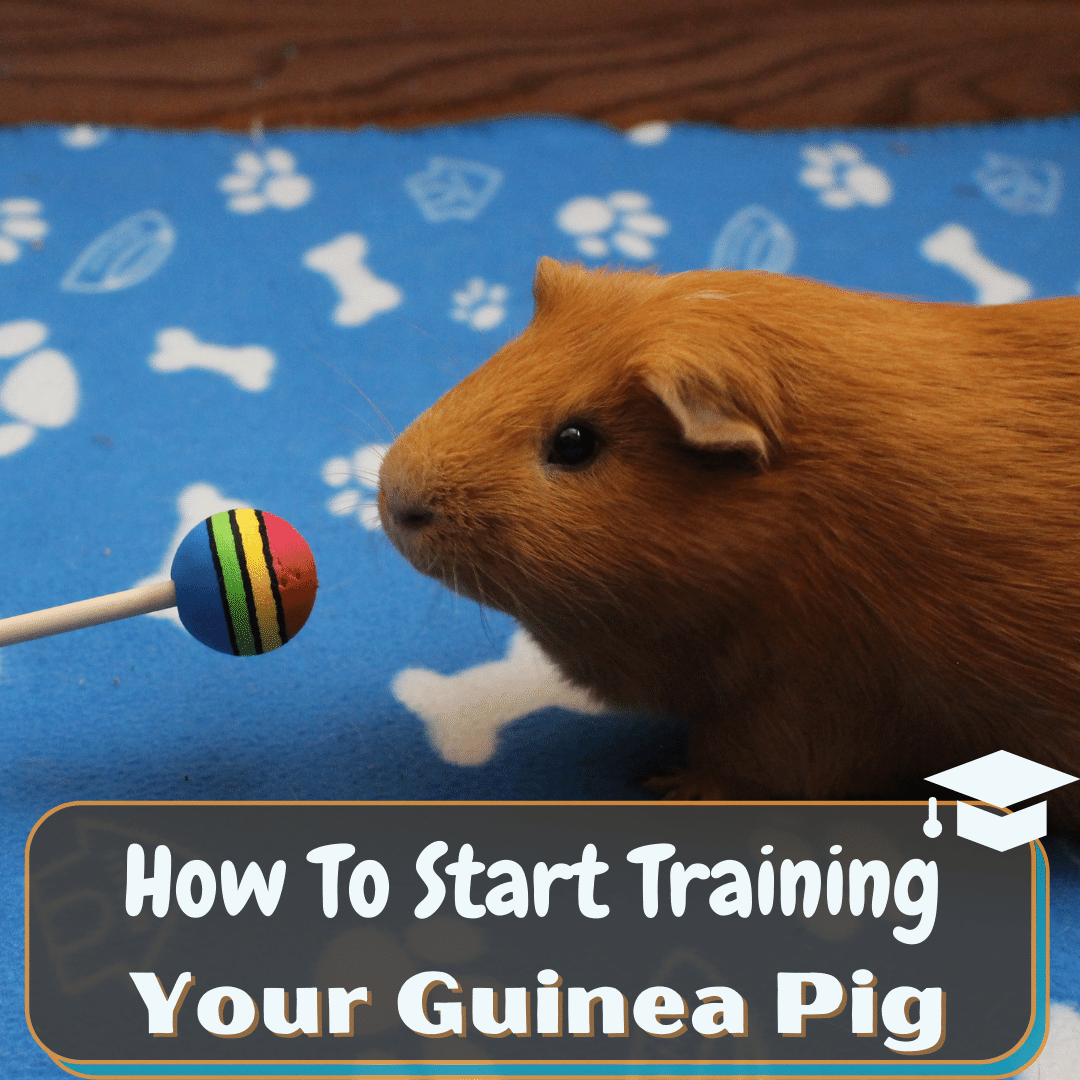 Guinea Pigs Amazing Animal Tricks