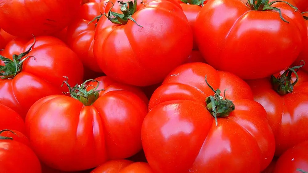 Can Horses Eat Tomatoes? (A Complete Guide) AHF