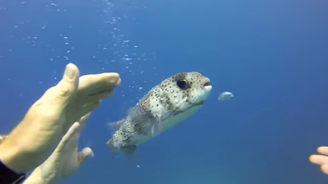 Diver get Selfie with a PufferFish AmazingPandph