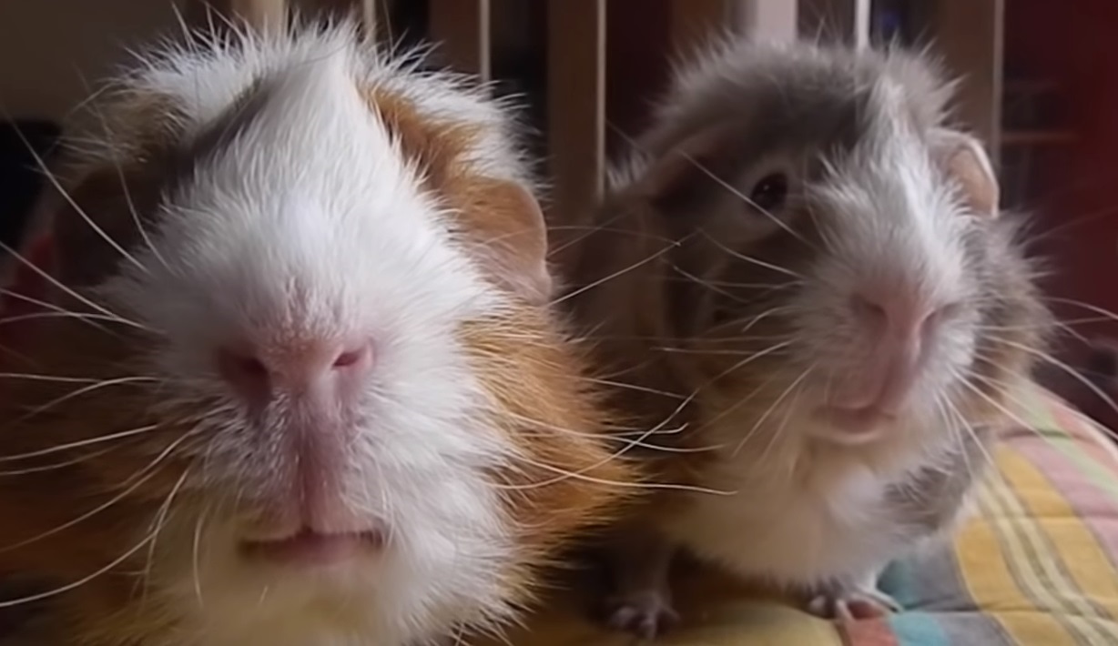 Filming His Guinea Pigs AmazingPandph