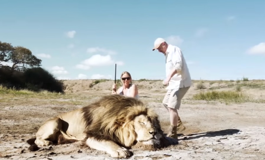 Trophy Hunters Killed A Lion. But Wait Till You See What Happens In A