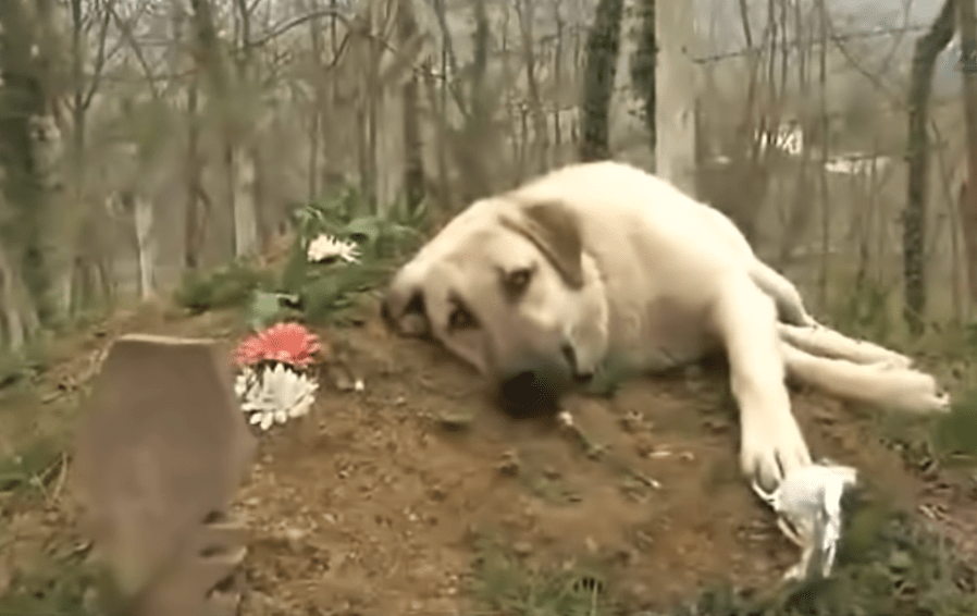 Dog Visits His Owner's Grave EVERY Single Day AmazingPandPh