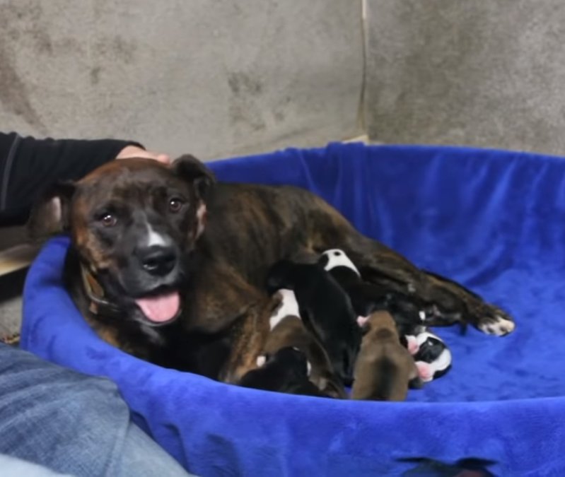 Family adopts pregnant pit bull so she can give birth in safety