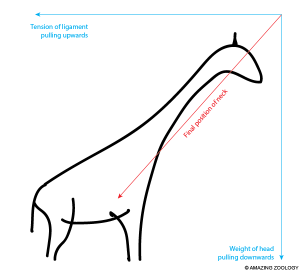 Anatomy reveals, how giraffes keep their long neck high, without using