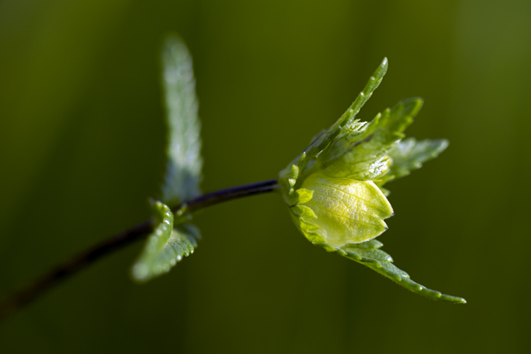Yellow Rattle Bud Christine Forsyth photography