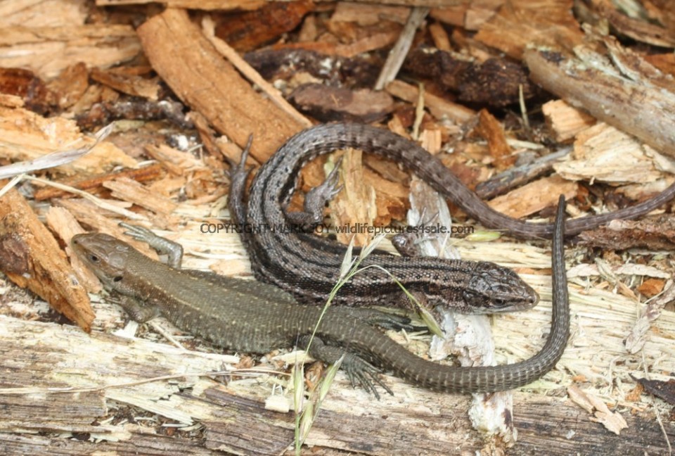 U.K.Wildlife pictures for sale. Birds,butterflies Common Lizard (2)