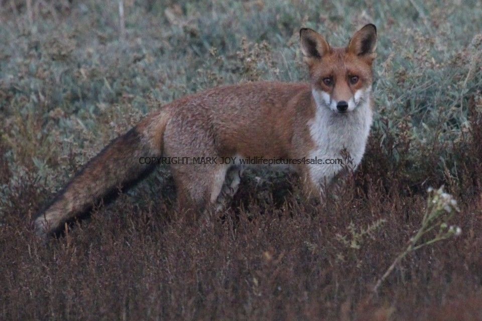 U.K.Wildlife pictures for sale. Birds,butterflies Red Fox