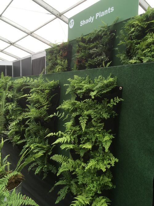 Shady Plants fern and shade plant nursery 9 mixed ferns for living