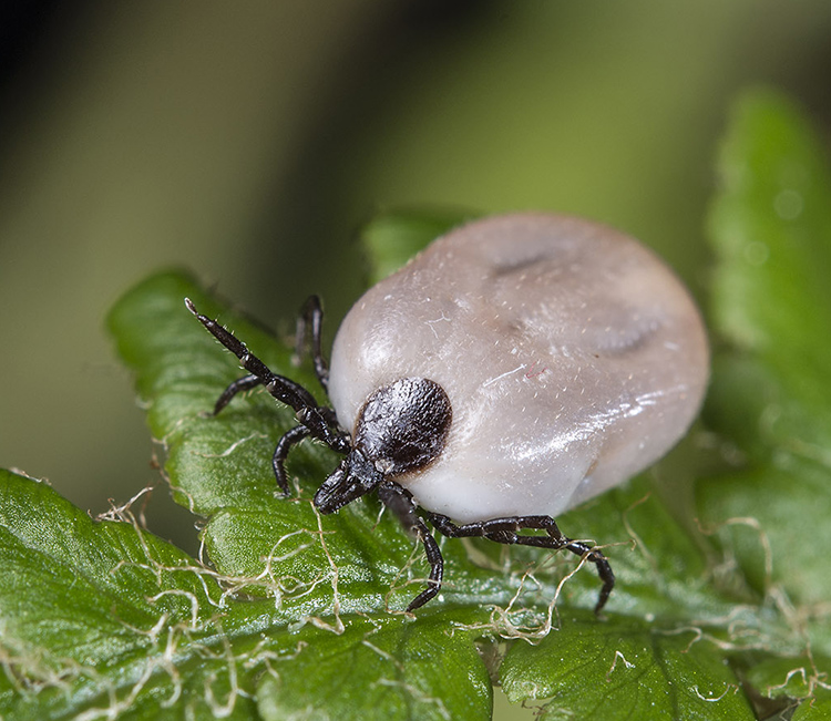 Adrian Davies Imaging Sheep Tick Ixodes ricinus