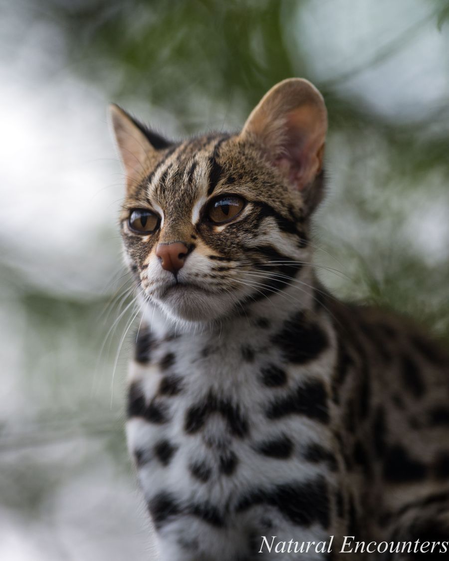 Natural Encounters Photography by Ben Williams Asian Leopard Cat