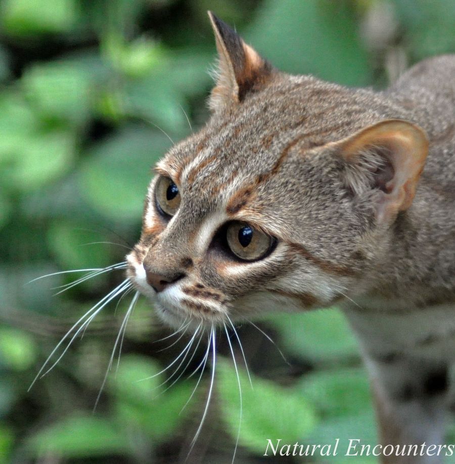 Natural Encounters Photography by Ben Williams Rusty spotted cat