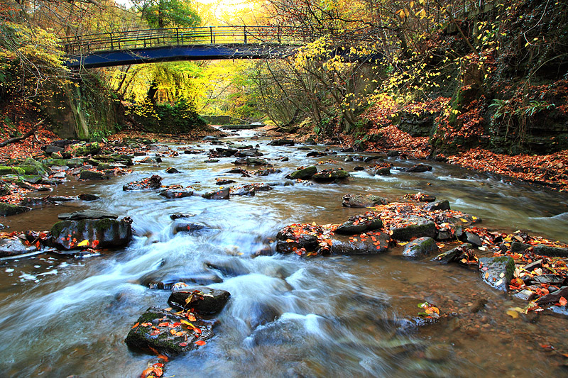 Malcolm Blenkey Photography Skelton woods