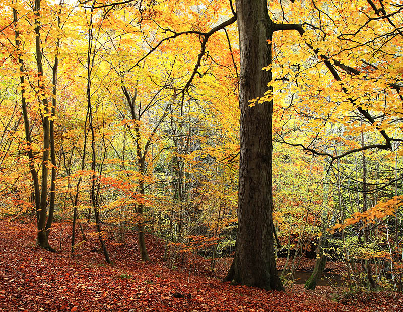 Malcolm Blenkey Photography Autumn Woods 1