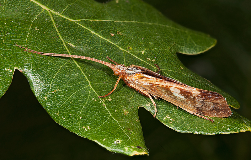 David Schenck Photography Caddis Fly Limnephilus lunatus