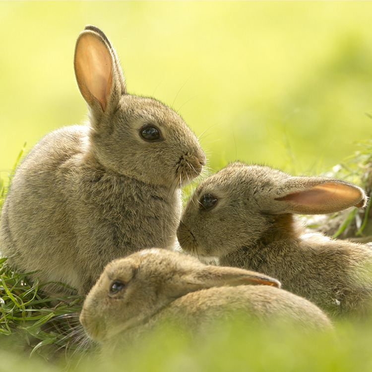 4974 Young Rabbits John Potter Photography