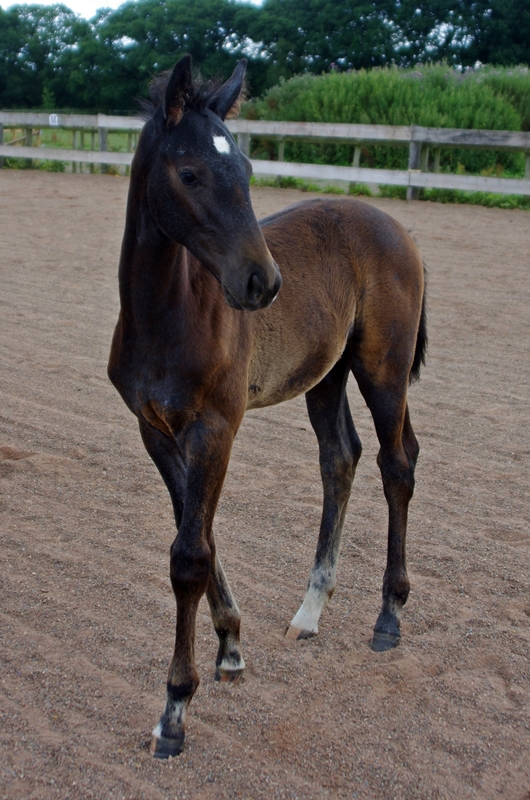 Remus Sporthorses & Youngstock 2016 FOALS FOR SALE