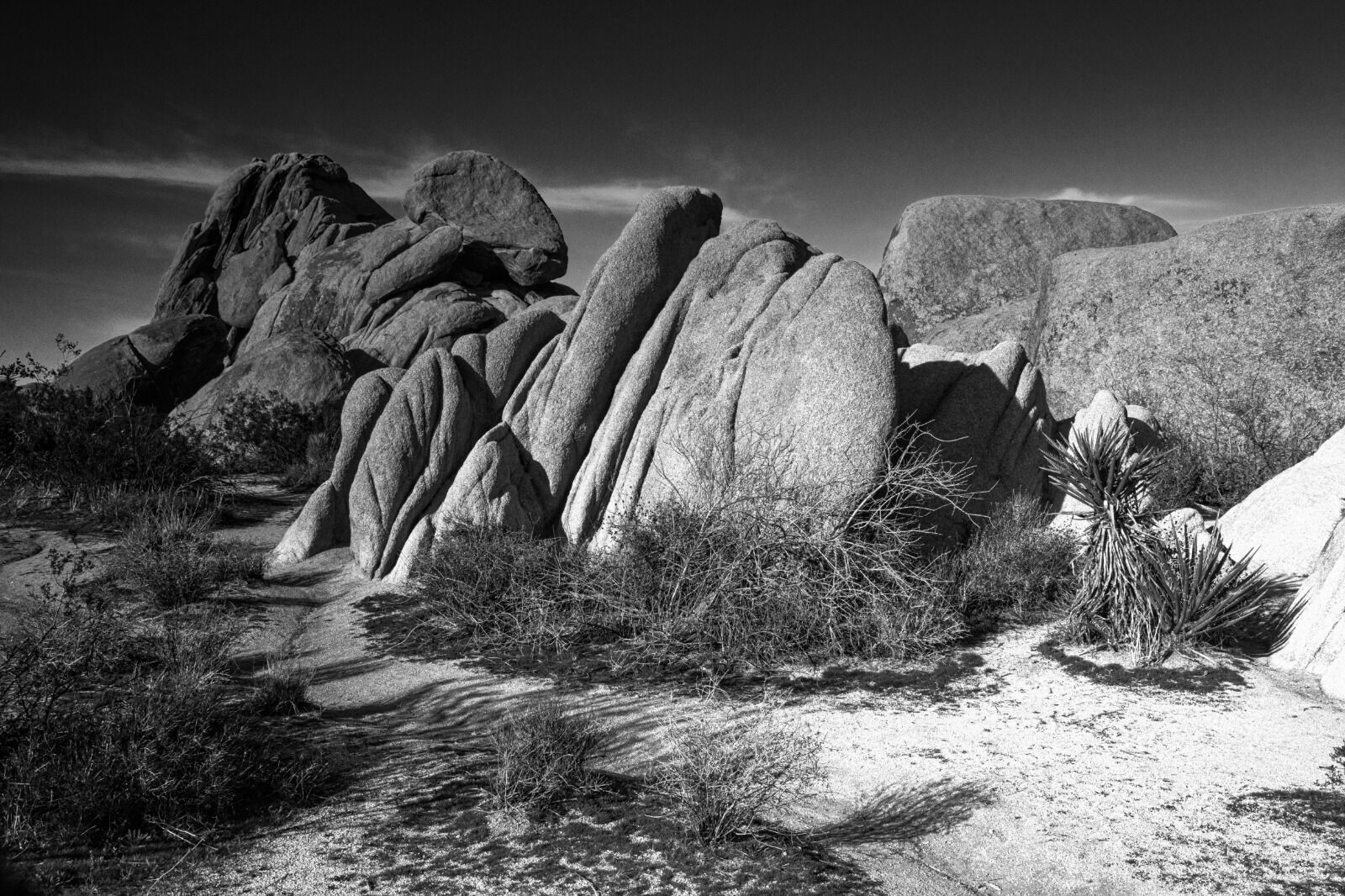 Joshua Tree 1 Tim France Fine Art Photography