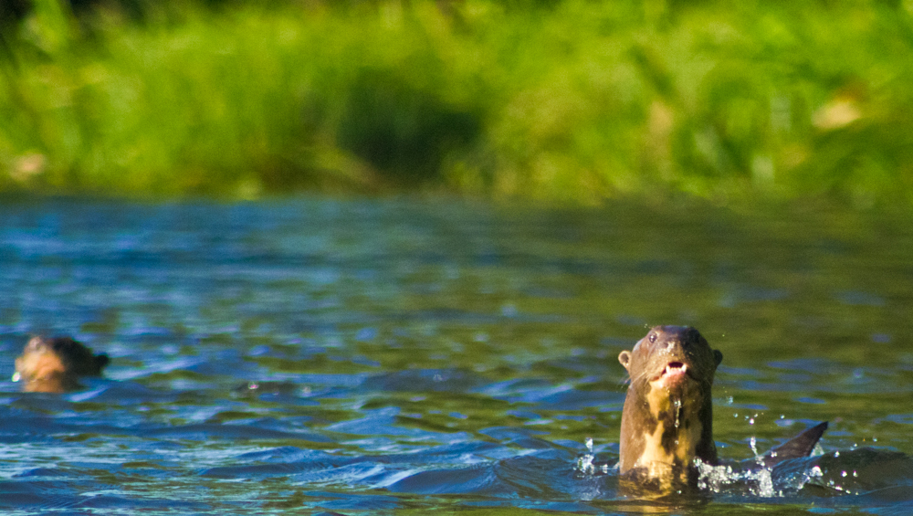 Giant River Otter Amazon Aid Foundation